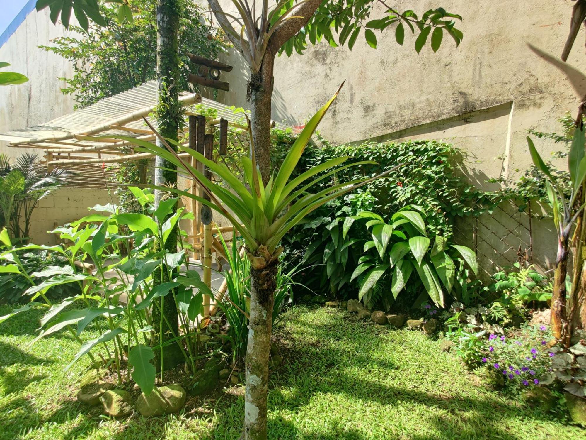 Casa De Lis Hotel & Tourist Info Centre Turrialba Dış mekan fotoğraf